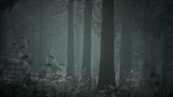 forêt enneigée d'hiver par temps nuageux photo