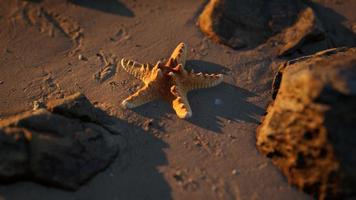 étoile de mer sur la plage de sable au coucher du soleil photo