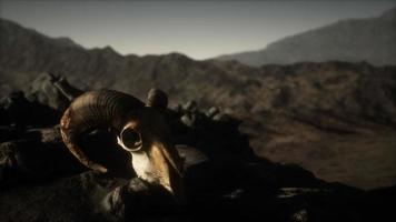 crâne de bélier mouflon européen dans des conditions naturelles dans les montagnes rocheuses photo