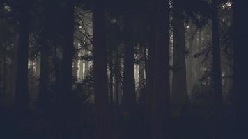 tronc d'arbre noir dans une forêt de pins sombres photo
