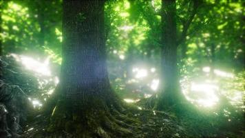 forêt pittoresque d'arbres à feuilles caduques vertes fraîches encadrées de feuilles photo