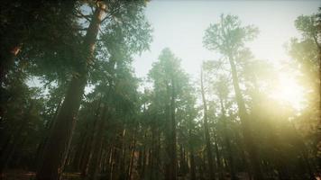 paysage de coucher de soleil brumeux de la forêt de séquoias photo