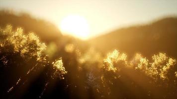 forêt de pins au lever du soleil avec des rayons de soleil chauds photo