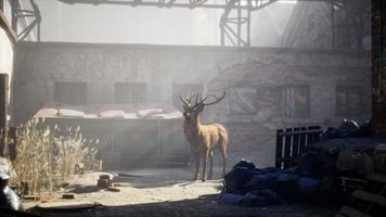 cerfs sauvages dans les rues de la ville abandonnée photo