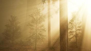 forêt d'automne et arbres dans le brouillard du matin photo