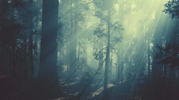 tronc d'arbre noir dans une forêt de pins sombres photo