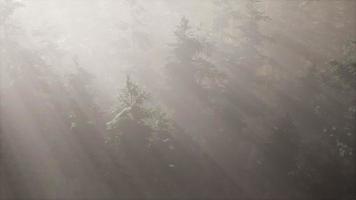 rayons de soleil aériens en forêt avec brouillard photo