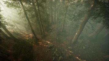 drone traversant le brouillard pour montrer le séquoia et le pin photo