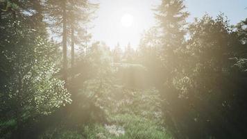 arbres verts sains dans une forêt photo