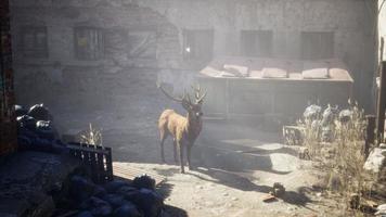 cerfs sauvages dans les rues de la ville abandonnée photo