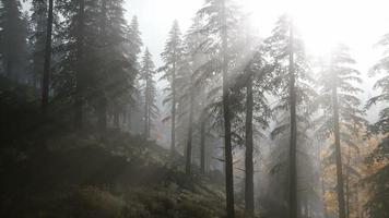 forêt 8k dans la brume matinale d'automne photo