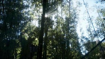 bosquet de bambous arashiyama calme et venteux photo