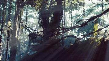 forêt tropicale de la jungle brumeuse dans le brouillard photo