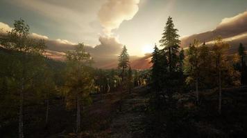 forêt d'été dans un paysage de montagne photo