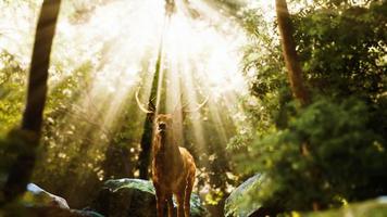 Cerf élaphe en forêt photo