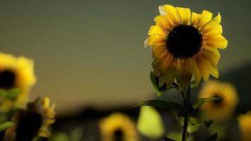 champ de tournesols par une chaude soirée d'été photo