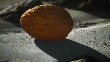 melon du désert sur la plage de sable photo