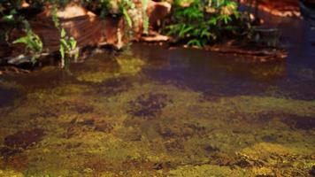 étang doré tropical avec des rochers et des plantes vertes photo