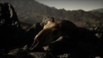 crâne de bélier mouflon européen dans des conditions naturelles dans les montagnes rocheuses photo