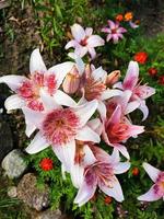 lys en fleurs de jardin photo