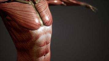 système musculaire d'animation du corps humain photo