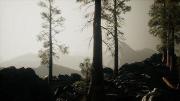 arbres dans le brouillard dans les montagnes photo