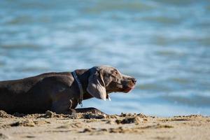 chien de braque de Weimar sur la plage de la mer en été photo