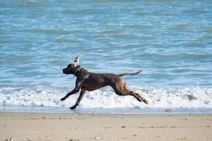 chien de braque de Weimar sur la plage de la mer en été photo