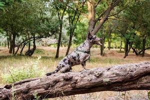 promenade drôle de chien non race dans le parc d'été photo