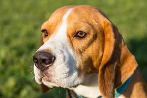 chiot beagle jouer sur la plage en journée ensoleillée photo