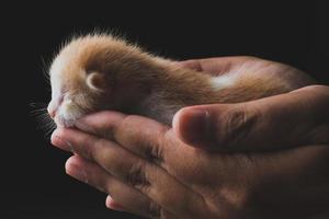 chaton nouveau-né dormant sur place avec un fond noir photo