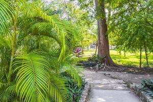 jungle tropicale plantes arbres sentiers pédestres ruines mayas muyil mexique. photo