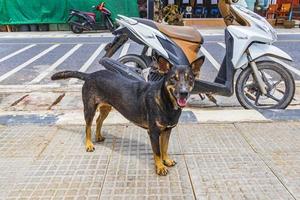 chien de rue affamé errant nai thon naithon beach phuket thailand. photo