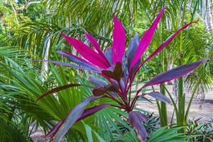 tropical violet rose ti plante plante muyil ruines mayas mexique. photo