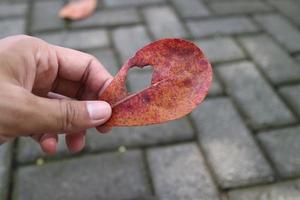 mains tenant des feuilles de ketapang séchées avec des trous photo