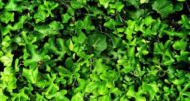 feuille verte tropicale photo