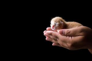 chaton nouveau-né dormant sur place avec un fond noir photo