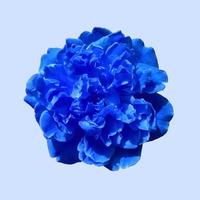 fleur bleue, avec un fond bleu doux photo