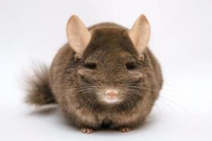 chinchilla brun mignon sur fond blanc photo