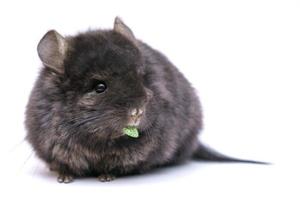 chinchilla mignon mangeant sur fond blanc photo