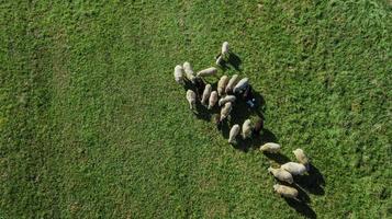 troupeau de moutons dans le pâturage photo