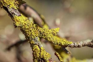 gros plan de lichen vert sur une branche d'arbre. photo