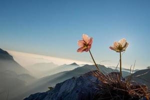 perce-neige en fleurs au coucher du soleil dans les montagnes photo