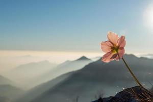 perce-neige en fleurs au coucher du soleil dans les montagnes photo