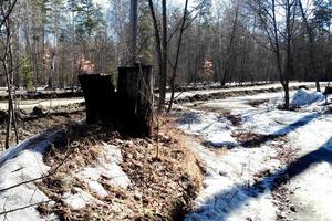 fonte des neiges dans la forêt photo