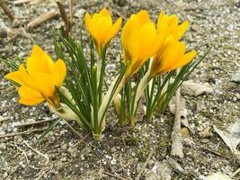 les premiers crocus fleurissent au printemps sur un sol encore gelé. photographie de studio photo