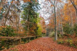 chemin à travers les arbres à l'automne photo