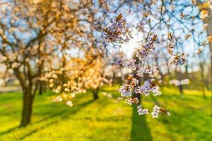 arrière-plans de fleurs roses de printemps. gros plan nature de rêve avec sakura, fleur de cerisier dans un paysage printanier bokeh flou. couleurs pastel paisibles, fleurs épanouies romantiques photo