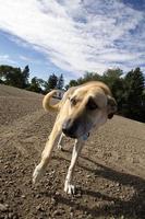 chien de ferme canada photo