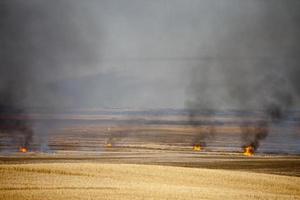 brûlis des chaumes des prairies photo